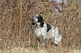 SETTER ANGLAIS 053